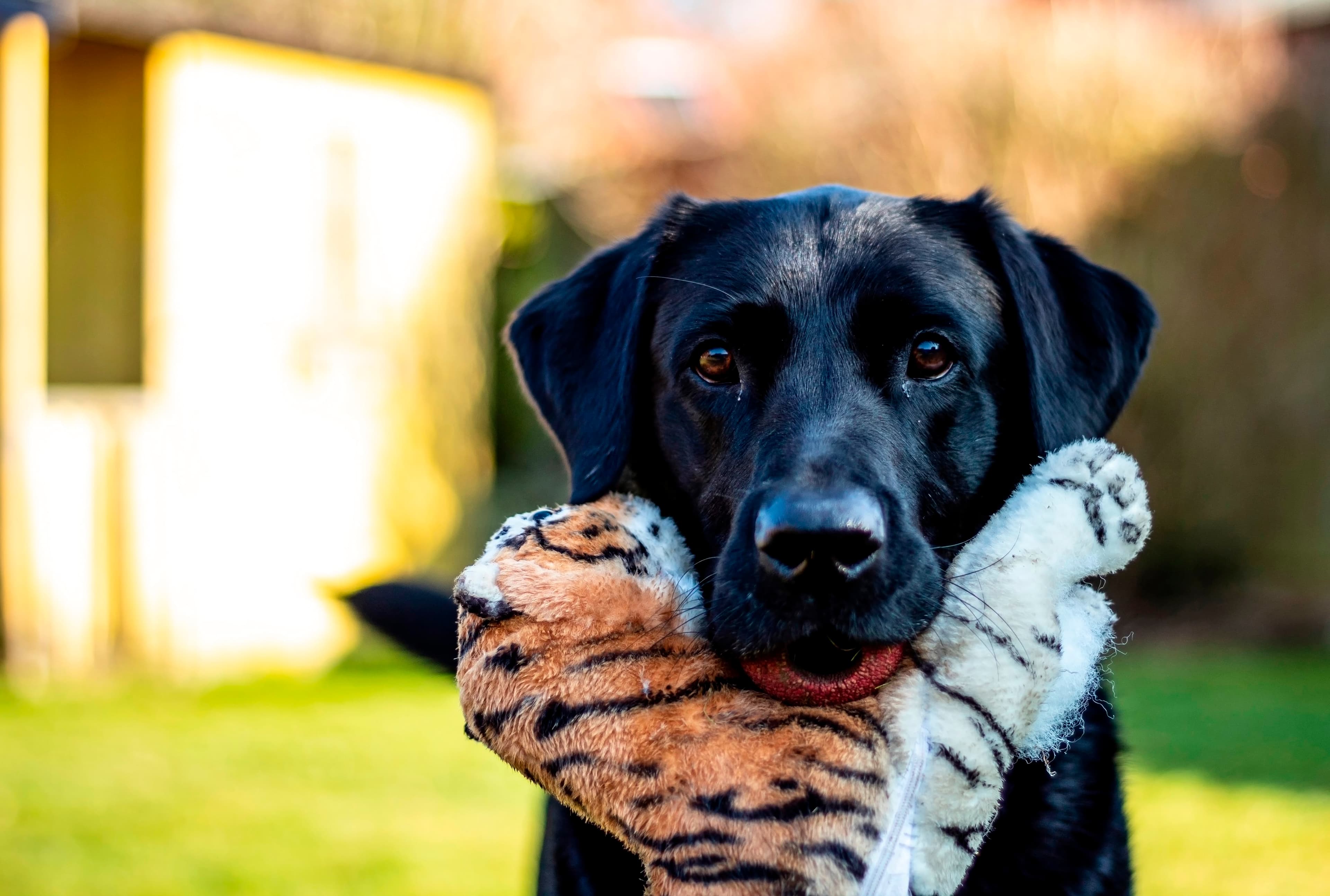 A black Labrador holding a tiger soft toy in the garden